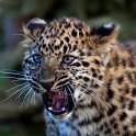 slides/IMG_2690.jpg wildlife, feline, big cat, cat, predator, fur, leopard, cub, amur, siberian, eye WBCW67 - Amur Leopard Cub